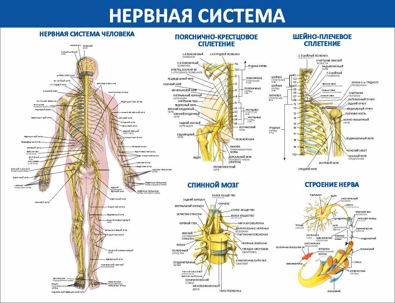 Нервная система Асино